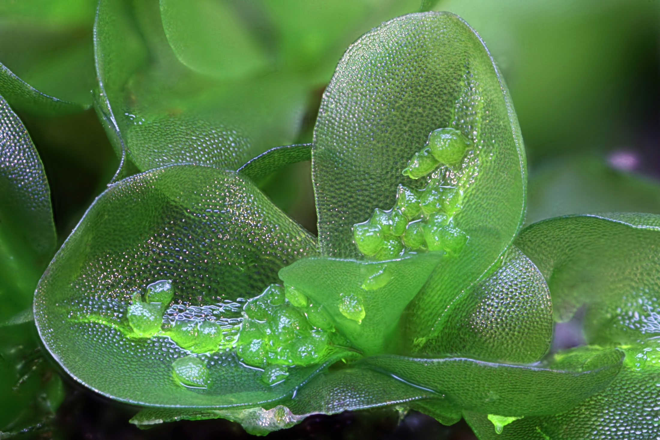 Представитель Семейства Oedipodiaceae
